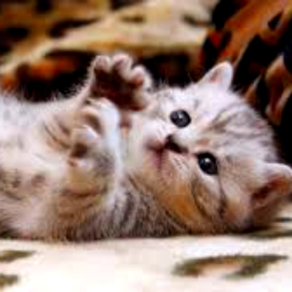 Clothing note!! CAT HAIR may be on clothing!!!